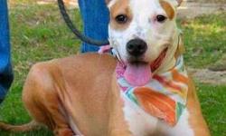 Hi, I'm Miss Pitsie! I can't remember my birthday, but my foster mommy says I'm somewhere around 10 months or a year old, and tells people I'm an "American Staffordshire Terrier Mix". I'm a sweet little wiggle-worm, and I'm SO cute - with my happy smile