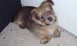 This little male is a designer dog: 3/4 Yorkie and 1/4 Pom.
So, he should have mainly Yorke traits without the typical healthy problems associated with the breed.
He is friendly, sweet, and smart like mom. Excellent temperament.
He weighed 3 lbs at