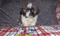 We have 1 boy left he was born on 12-18-10 and is ready for his new home . He is up to date on shots and worming he come with CKC papers and puppy kit. mom and dad are on site. We have started potty training on puppy pad and are doing very well . If