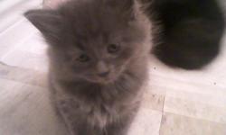 We have five adorable baby kittens. The mother came to us pregnant and stray. Two are black, two are grey, and one is grey and white. All are very sweet. They have been hand raised in a home with children so they are very friendly. The mother is a very