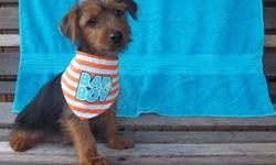 Yorkie puppies 1 girl and 1 boy born June 30. They have their first shots,vet checked,tails docked,dewclaws removed.Parents weigh 10-12lbs. Waiting to be a part of your family. Celina Ohio
