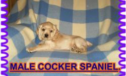 HI Theses are very cute American Cockerspaniel ,s 3 males and 1 female ,Born /Dec/21/2010,Vetchecked,Firstshots ,Dewormed .Both parents are on site ,.They are home raised and happy little babies ,They are ready to go to there very loving family,s