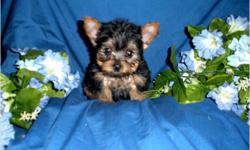 We specialize in Tiny Teacup and Toy Puppies.
These babies are celebrity quality T-cup Puppies with gorgeous expressions, big round eyes, tiny muzzles and Itty bitty button noses. This type of extreme tinies do not come around too often! Very extreme,