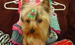 Tiny little female Yorkie, 7 months old full grown at only 3 pounds!! Extra sweet temperament. I was keeping her for breeding but she did not get big enough. She's AKC registered but will be limited. Will give a discount on price when she is spayed. She