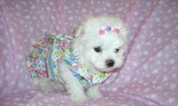 WE HAVE TWO MALTESE/1/4BICHON ONE BOY/FEMALE, NONSHED, SHOTS, WORMINGS, POTTY TRAINING ON PADS, SLEEP THRU NITE, READY TO GO WITH THIER COAT, BLANKEY, TOYS, PURSE, PADS, SNACKS, AND HEALTH RECORDS, ASKING $599-$699,PLEASE CALLS ONLY TO 561-848-2513