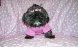 GORGOUS TINY FEMALE SHIH TZU, WORMED, SHOTS, FLUFFY THICK NONSHED COAT, PEE PAD TRAINED, KENNEL TRAINED, WELL SOCIALIZED DAILY WITH FAMILY AND OTHER PETS, RAISED IN A CLEAN ENVIRONMENT NEVER BEEN OUTSIDE, READY FOR HER NEW HOME, 10WKS OLD, HAS ALL THE