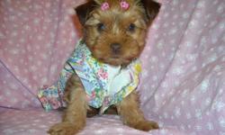 GORGOUS YORKIE FEMALE W 1/4 SHIHTZU, HYPO ALLERGENIC, SHOTS, WORMINGS, PEE PAD TRAINED, SLEEPS THRU NITE IN HER CRATE, VERY QUIET AND CUDDLY, READY TO GO WITH HER BLANKEY, COAT, TOYS, PURSE, SNACKS, PADS AND HEALTH RECORDS, ASKING 650, ONLY RESPOND TO