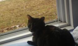 Very sweet kitty,but not real demanding unless she needs to food in her dish!..Likes to lay next to you,crawl into your lap to have her head scratched,get onto your back & "make bisquits',play with catnip mice,& look outside at the birds&nbsp;&