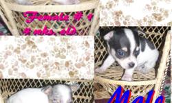 I have three chihuahua puppies for sale, they will be ready at eight weeks old on Feb.25, and come ckc reg. shots and wormed. The males are $450.00 each and the females are $500.00 each. Puppies will be three to five pounds full grown. Deposit of $50.00