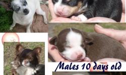 I have three Beautiful chihuahua puppies i am taking deposits on. They will be ready at eight weeks old on May 14, and come ckc reg. shots and wormed. All will be five pounds or under full grown. I am asking $500.00 each and a deposit of $100.00 will hold
