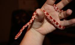 Baby corn snake. Very tame and easy to handle. Good for children. Eats frozen pinkie mice. Price includes 20 gallon long aquarium with locking lid, rock cave, climbing branch, two water bowls, thermometer/humidity gauge, day/night heat lamps, and extra