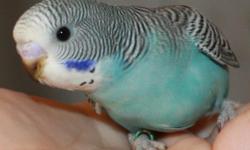 This Sea Blue Budgie was hatched on 11/20/10, has been hand/parent fed, and comes with a hatch certificate. We are hobby breeders with many young birds all year round to choose from and they are fed the best seed and fresh vegetables daily. All our
