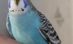 Handsome Teal Male that is looking for a permanent home. He had been hand fed and is healthy. Go to www.keelyskeets.com for directions and contact information in order to make an appointment to see Budgie #544 or one of his cage mates. Thank you.