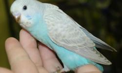 Handsome light blue grey wing, hand fed, healthy male available for adoption. Very photogenic with personality. Call or email for appointment to see Budgie #550 or his cage mates. www.keelyskeets.com Thank you.