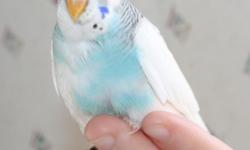 This handsome clear flight pied is one of many of our healthy hand fed Budgerigar (American Parakeets) that are available at www.keely'skeets.com Aviary located in Mesa, AZ. Please call or email for an appointment to meet Budgie #563 or one of his cage