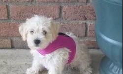 Tammy, Tammy, Tammy's in love! This little gal will make you fall in love with her.She is a Cross Breed, a Schnoodle Female. She is 1/2 Mini. Schnauzer & 1/2 Mini Poodle. She will be around 15 lbs. when fully grown. She is a beautiful soft cream. Tammy