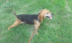 TARA IS A BEAUTIFUL 3 YR OLD BLACK AND TAN FEMALE BEAGLE THAT IS OUT OF VERY GOOD RUNNING DOGS BUT DO TO MY HUSBAND HAVING TO BATTLE CANCER&nbsp;WE DIDNT HAVE TIME TO TRAIN HER.&nbsp;SINCE HE HAS LOST HIS BATTLE WITH CANCER I AM HAVING TO SALE&nbsp;ALL