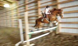 Jumper trained
Basic dressage training
has been ridden western
Has given a lead line lesson to a beginner
Needs a strong, firm and confident rider for anything more then a walk. Gets strong while jumping but can jump the moon!
9 yrs. 16hh. UTD on shots,