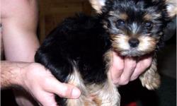 *~ Toy & Teacup Yorkie Puppies ~*
2 Females & 1 Male Yorkies.
9 weeks old.
Expected adult weights range from 3 lbs to 5 lbs.
Puppies have been well socialized with people.
Potty trained on potty trays.
Shots and deworming is all up to date.
Has A.K.C.
