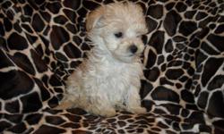 DARLING LITTLE MALTIPOOS, ONE MALE AND FEMALE, NONSHED SILKY SOFT COAT, SHOTS, WORMED, KENNEL TRAINED, PEE PAD TRAINED, VERY INTELLIGENT, HYPO ALLERGENIC, SOCIALIZED DAILY WITH FAMILY AND OTHER PETS, READY TO GO TO FOREVER HOMES, 9 WKS OLD, WILL BE SMALL