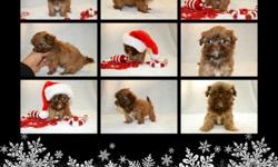 (Just In Time For Christmas)
Tea Cup Shih Tzu Puppys Female all chocolate with some white liver noise and green eyes. She will be no bigger then 5 when full grown short legs and short back AKC registered . Mommy is 6 lbs daddy is 5 lbs D.O.B is 10/29 she