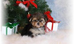 Tiny little Merry What a package she will be under the tree this year Oct 16, 2010 What an adorable sweet tea cup size morkie... she is only 1 lb at 7 weeks...looking to be around 3.25 to 4 lbs full grown...she does have her tail docked like a