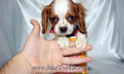 Looking for the perfect gift for Christmas? A new Puppy is sure to bring love & joy to the entire family!!!
Visit our website&nbsp;www.StarYorkie.com&nbsp;now to see pictures and info for all available puppies, or give us a call to find out about new