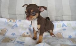 Teacup ChihuAHUA Male Smoothcoat Chocolate Color Will be small.. Call Greg --
&nbsp;
Website Photo's :&nbsp;&nbsp; http://toydog4sale.tripod.com