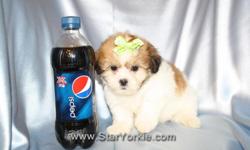 &nbsp;
Congratulations ? you have found the best place in the country to get your new teacup puppy.
The Star Yorkie Kennel brings you the best selection of teacup puppies and assures you will be happy with your new baby.
Good families only! Please do your