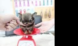 teacup pomeranian, 9 weeks old only 8 oz. parents are only 3lb.. short body short legs and babydoll face. 1500 with reg papers or 800 without.. text or call 561-842-1918.. she is the size of a teddy bear hamster. very very tiny!!