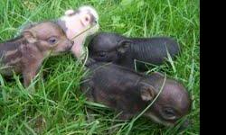 Beautiful Tiny Mini Juliana teacup pigs. Adult weights at healthy size 20-28lbs. Parents on farm and visitors welcome! Get deposits down now from nursery page at www.terrificteacuppigs.com
