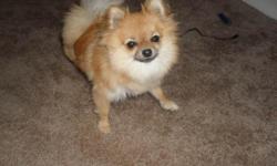 Very sweet Teacup Pomeranian , great with kids, small about 5 lbs well behaved. My daughter is allergic to her so we have to sell her. email or call me if you would like to see her.