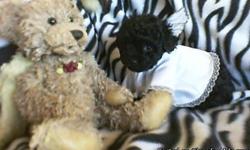 I have a tiny teacup poodle, Black female available! She was born 11/29/10. Her expected adult weight is 3 - 5 lbs. skypetsnpoodles.homestead.com