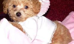 I am an experienced teacup poodle breeder. My poodles are my pets and live in our home where we can spoil them with lots of hugs and kisses. They come in all colors, black, white, parti, chocolate, phantom, apricot..............Check out my website for
