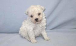 This little guy has an adorable teddy bear face, and he is a true Teddy Bear Poodle. I have specialized in Teacup Teddy Bear Poodles for many years and they are starting to be in high demand. People love my Teddy Bear poodles. This lil fella is easy to