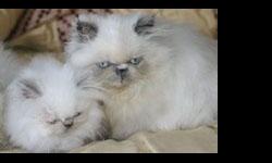 C.F.A. Registered. (cpc)
BLUE CREAM POINT HIMALAYAN PERSIAN KITTEN BOY
both parents pkd n/n,felv negative.
he is a charmer already.. and a love bug..
likes to be around you always.. he likes to hang out by your neck if you let him.
he loves to purrr and