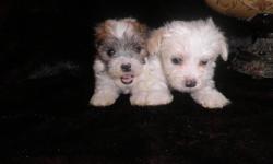Two lil males will be super tiny under 4lbs UTD on all vacc. using pee pads . will meet part way for delivery 1-2 hrs mom is 4 lb poodel dad is 4 lb maltese