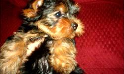 AKC (Full) Yorkie puppies. 2 males & 2 females. DOB: 2-11-11. Current with immunizationsÂ­, dewormed, crate and pad training. Raised in home, socialized with small children. Health Record, Birth Certificate, Registration Form, Starter pack included. State