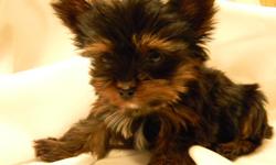 AKC YORKIE, male, 11 weeks old and less than a pound, healthy, vet checked, will weigh less than 2 1/2 pounds full grown. Delivery included. Also blue/chocolate female Yorkie, $1000. 3 registered Shih Tzu puppies $300 & $350. 740-294-7723