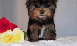 Benny is a male teacup size yorkie. He was born in 3/24/2011. He got vaccined and dewormed upto date, CKC registered. He is going to grow up to 3~4 lbs when he gets full grown size. He has adorable baby face, compact body, very loving, playful, comes with