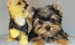 Clone is absolutely darling male teacup size yorkie. He was born in 05/25/2011. He got vaccined and dewormed upto date, CKC registered. He is going to grow up to 3~4 lbs when he gets full grown size. He has adorable baby face, compact body, very loving,