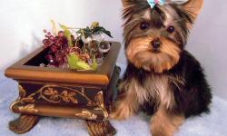 Quick is absolutely darling male teacup size yorkie. He was born in 10/27/2010. He is already done with vaccines and got dewormed upto date, CKC registered. He is going to grow up to 3 lbs when he gets full grown size. He only weighs 1 lb and 8 oz. He has