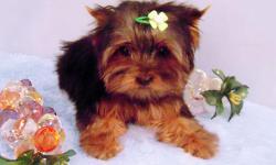 Thor is absolutely darling male teacup size yorkie. He was born in 11/07/2010. He is already done with vaccines and got dewormed upto date, CKC registered. He is going to grow up to 3.5 lbs when he gets full grown size. He only weighs 1 lb and 9 oz. He