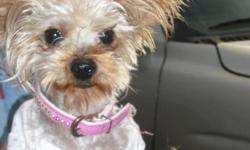 Fullblood Teacup Yorkie adult for sale. Not registered. 1yr old. Housetrained-she lets you know when she has to go out. Up to date on her shots. Blonde/Silver. Weighs around 4-5lbs. Very gentle with kids & loves to cuddle. Not spayed. She just had her