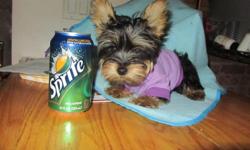 Super cute little teacup yorkie puppy, she is 9 weeks old, ACA registered, she has had all of her shots and worming up to date and she comes with a written health guarantee. I have just one girl available, she is a teacup and will only be about 4-5lbs