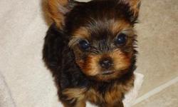 TEACUP YORKIE PUPPIES
CKC Registered with baby doll faces, button eyes,
short snouts & lush coats. Home raised with love!
Parent?s onsite. Over 10 years experience. Ready 1/25/11
$1000 Call: (561) 753-3469