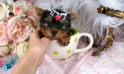 If you are looking for Teacup Yorkie puppies, don?t look any further because you are in the right place. Visit www.PuppiesForSaleSite.com and you will see that it's unlike anyone else! It's a Labor of Love as we take pride on how we treat our Yorkies. Our