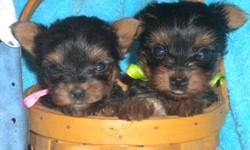Yorkie puppies for sale!They are up to date on shots and worming. Very cute and playful.They are Blue and Gold.There grandsire is a hungarain Champion.Only two Female's left.And they come with there pedigree.So Call Now At 828-479-0149