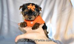 Visit our website&nbsp;www.StarYorkie.com&nbsp;now to see pictures and info for all available puppies, or give us a call to find out about Puppies that are soon to be available...
All of our puppies are registered, small, cute, healthy, and playful and