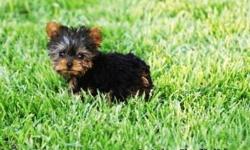 This handsome boy is a tiny teacup male Yorkie! He fits in the palm of my hand. Baby doll face and cobby body. He is 12 weeks (3 month) old now and only weigh 1.5 lbs. His expected adult size is 3.5 lbs. He has been vet checked, dewormed, dew claws